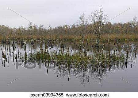 "Wetland rehydration with dead Birch trees (Betula pubescens), Bargerveen, Drenthe Province, The Netherlands, Europe" View Large Photo Image Stock Photography - "Wetland rehydration with dead Birch trees (Betula pubescens), Bargerveen, Drenthe Province, The Netherlands, Europe". Fotosearch