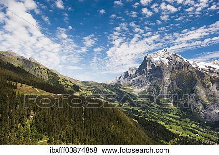 "Wetterhorn, Grosse Scheidegg, First, Waldspitz, Grindelwald, Interlaken-Oberhasli, Canton of Bern, Switzerland, Europe" View Large Photo Image Stock Photo - "Wetterhorn, Grosse Scheidegg, First, Waldspitz, Grindelwald, Interlaken-Oberhasli, Canton of Bern, Switzerland, Europe". Fotosearch