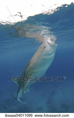 Stock Photo - "Whale Shark (Rhincodon typus), Bohol Sea, Cebu, Philippines, Asia". Fotosearch