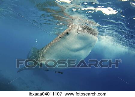 "Whale Shark (Rhincodon typus), Bohol Sea, Cebu, Philippines, Asia" View Large Photo Image Stock Photo - "Whale Shark (Rhincodon typus), Bohol Sea, Cebu, Philippines, Asia". Fotosearch