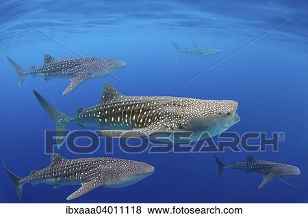 "Whale shark (Rhincodon typus), Bohol Sea, Oslob, Cebu, Philippines, Asia" View Large Photo Image Stock Photo - "Whale shark (Rhincodon typus), Bohol Sea, Oslob, Cebu, Philippines, Asia". Fotosearch