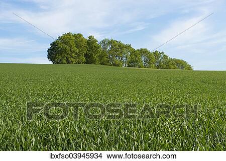 "Wheat field and a grove, Thuringia, Germany, Europe" View Large Photo Image Picture - "Wheat field and a grove, Thuringia, Germany, Europe". Fotosearch