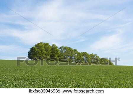 "Wheat field and a grove, Thuringia, Germany, Europe" View Large Photo Image Stock Photography - "Wheat field and a grove, Thuringia, Germany, Europe". Fotosearch