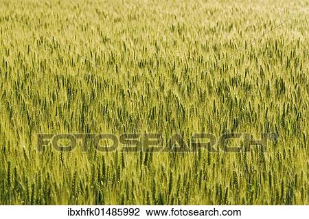Wheat field in the morning light View Large Photo Image Stock Image - Wheat field in the morning light. Fotosearch
