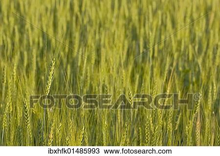 Wheat field in the morning light View Large Photo Image Stock Image - Wheat field in the morning light. Fotosearch