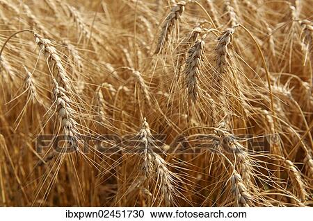 Wheat field ready to be harvested View Large Photo Image Stock Image - Wheat field ready to be harvested. Fotosearch