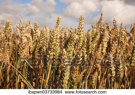 "Wheat field ready to harvest, Yorkshire, United Kingdom, Europe" View Large Photo Image Picture - "Wheat field ready to harvest, Yorkshire, United Kingdom, Europe". Fotosearch