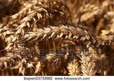 "Wheat field ready to harvest, Yorkshire, United Kingdom, Europe" View Large Photo Image Stock Image - "Wheat field ready to harvest, Yorkshire, United Kingdom, Europe". Fotosearch