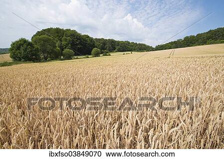 "Wheat field, Thuringia, Germany, Europe" View Large Photo Image Stock Image - "Wheat field, Thuringia, Germany, Europe". Fotosearch