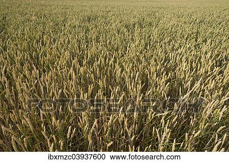 "Wheat field (Triticum aestivum), with cloudy sky, Franconia, Bavaria, Germany, Europe" View Large Photo Image Stock Image - "Wheat field (Triticum aestivum), with cloudy sky, Franconia, Bavaria, Germany, Europe". Fotosearch