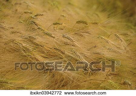 "Wheat field (Triticum), East Frisia, Germany, Europe" View Large Photo Image Stock Image - "Wheat field (Triticum), East Frisia, Germany, Europe". Fotosearch