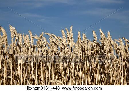 Wheat field (Triticum) View Large Photo Image Stock Photo - Wheat field (Triticum). Fotosearch