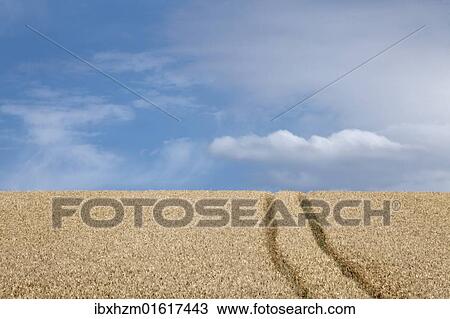Wheat field (Triticum) with lane View Large Photo Image Stock Image - Wheat field (Triticum) with lane. Fotosearch