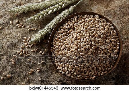 Wheat grains (Triticum) in a copper bowl on a stone surface View Large Photo Image Stock Image - Wheat grains (Triticum) in a copper bowl on a stone surface. Fotosearch