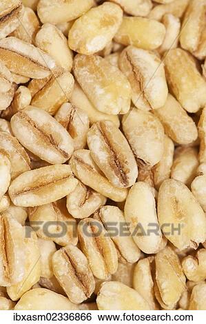"Wheat grains, wheat" View Large Photo Image Stock Photograph - "Wheat grains, wheat". Fotosearch
