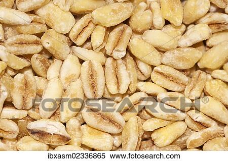 "Wheat grains, wheat" View Large Photo Image Stock Photography - "Wheat grains, wheat". Fotosearch