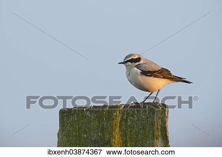"Wheatear (Oenanthe Oenanthe), Emsland, Lower Saxony, Germany, Europe" View Large Photo Image Stock Photo - "Wheatear (Oenanthe Oenanthe), Emsland, Lower Saxony, Germany, Europe". Fotosearch
