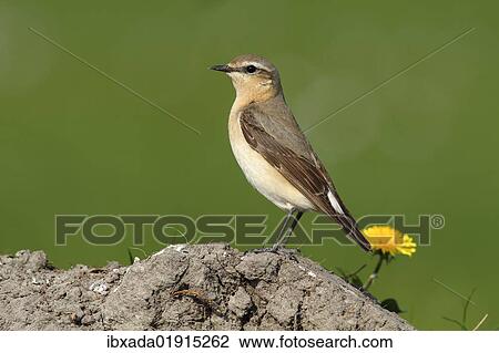 Wheatear (Oenanthe oenanthe) View Large Photo Image Stock Image - Wheatear (Oenanthe oenanthe). Fotosearch