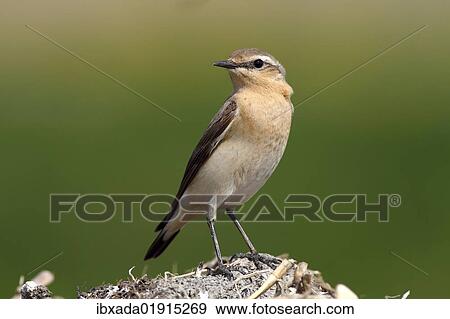 Stock Photo - Wheatear (Oenanthe Oenanthe). Fotosearch