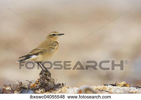 Stock Photo - "Wheatear (Oenanthe) perched on seaweed roots on the beach, Heligoland, Schleswig-Holstein, Germany, Europe". Fotosearch