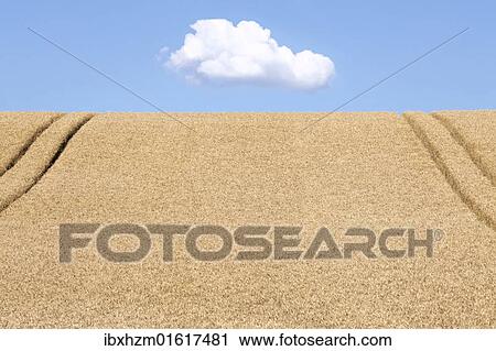 Stock Image - Wheatfield (Triticum) with tyre tracks and cloud. Fotosearch