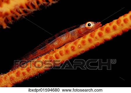 "Whip coral goby (Bryaninops yongei), Maldives Island, Indian Ocean" View Large Photo Image Stock Image - "Whip coral goby (Bryaninops yongei), Maldives Island, Indian Ocean". Fotosearch