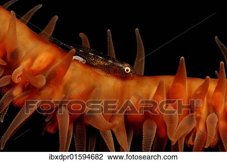 Stock Image - "Whip coral goby (Bryaninops yongei), Maldives Island, Indian Ocean". Fotosearch