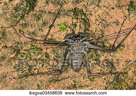 "Whip spider (Heterophrynus elaphus), Tambopata Nature Reserve, Madre de Dios Region, Peru, South America" View Large Photo Image Stock Photo - "Whip spider (Heterophrynus elaphus), Tambopata Nature Reserve, Madre de Dios Region, Peru, South America". Fotosearch
