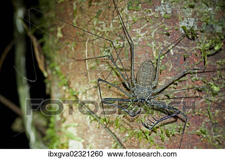 "Whip spiders or tailless whip scorpions (Heterophrynus spec. ), Tiputini rain forest, Yasuni National Park, Ecuador, South America" View Large Photo Image Stock Image - "Whip spiders or tailless whip scorpions (Heterophrynus spec. ), Tiputini rain forest, Yasuni National Park, Ecuador, South America". Fotosearch