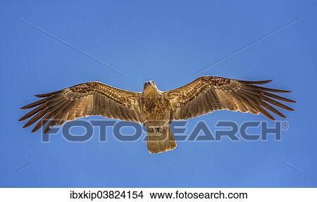 "Whistling Kite (Haliastur sphenurus) in flight, Northern Territory, Australia, Oceania" View Large Photo Image Picture - "Whistling Kite (Haliastur sphenurus) in flight, Northern Territory, Australia, Oceania". Fotosearch