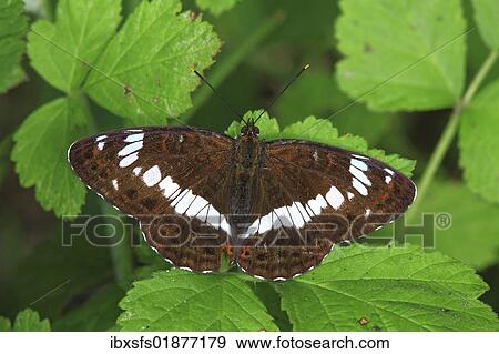 "White Admiral (Limenitis camilla), butterfly" View Large Photo Image Stock Photo - "White Admiral (Limenitis camilla), butterfly". Fotosearch