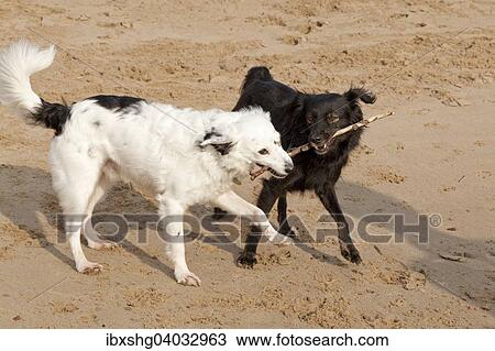 White and black mixed breed fighting over a stick View Large Photo Image Stock Image - White and black mixed breed fighting over a stick. Fotosearch