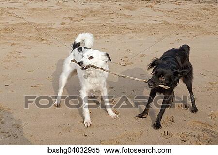 White and black mixed breed fighting over a stick View Large Photo Image Stock Photography - White and black mixed breed fighting over a stick. Fotosearch