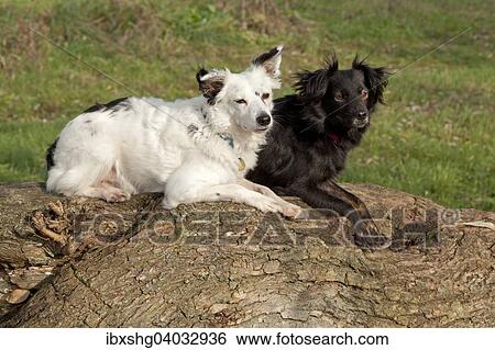 White and black mixed breed lying side by side on a tree trunk View Large Photo Image Stock Photograph - White and black mixed breed lying side by side on a tree trunk. Fotosearch