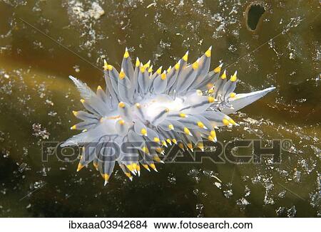"White-and-orange-tipped Nudibranch (Janolus fuscus), Sea of Japan, Russia, Europe" View Large Photo Image Picture - "White-and-orange-tipped Nudibranch (Janolus fuscus), Sea of Japan, Russia, Europe". Fotosearch