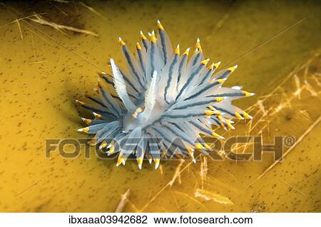"White-and-orange-tipped Nudibranch (Janolus fuscus), Sea of Japan, Primorsky Krai, Russia, Europe" View Large Photo Image Stock Image - "White-and-orange-tipped Nudibranch (Janolus fuscus), Sea of Japan, Primorsky Krai, Russia, Europe". Fotosearch