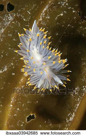"White-and-orange-tipped Nudibranch (Janolus fuscus), Sea of Japan, Russia, Europe" View Large Photo Image Stock Photography - "White-and-orange-tipped Nudibranch (Janolus fuscus), Sea of Japan, Russia, Europe". Fotosearch