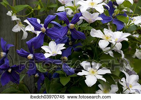 Stock Photography - "White and purple Clematis, Quebec, Canada, North America". Fotosearch