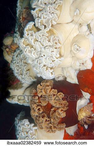 "White and Red senile anemone, Plumose anemone or Frilled anemone (Metridium senile), Japan Sea, Primorsky Krai, Russian Federation, Far East" View Large Photo Image Stock Photo - "White and Red senile anemone, Plumose anemone or Frilled anemone (Metridium senile), Japan Sea, Primorsky Krai, Russian Federation, Far East". Fotosearch