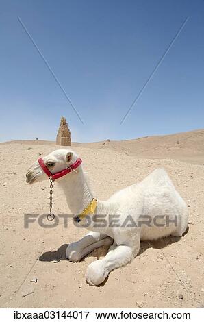 "White Arabian Camel (Camelus dromedarius), young sitting on the sand, Tadmur, Palmyra District, Homs Governorate, Syria, Asia" View Large Photo Image Stock Photo - "White Arabian Camel (Camelus dromedarius), young sitting on the sand, Tadmur, Palmyra District, Homs Governorate, Syria, Asia". Fotosearch