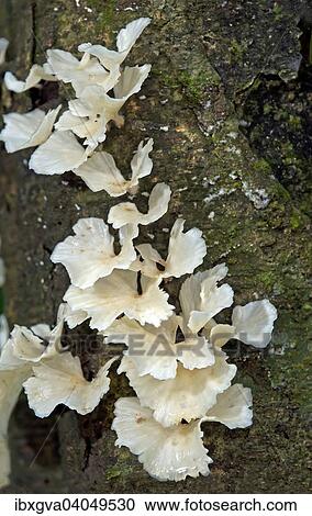"White Auricularia fungi (Auriculariaceae) growing on a tree trunk, Tambopata Nature Reserve, Madre de Dios Region, Peru, South America" View Large Photo Image Stock Image - "White Auricularia fungi (Auriculariaceae) growing on a tree trunk, Tambopata Nature Reserve, Madre de Dios Region, Peru, South America". Fotosearch
