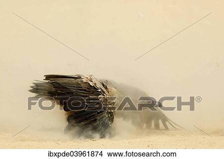 Picture - White-backed Vulture (Gyps africanus) standing with wings outstretched covered in dust. Fotosearch