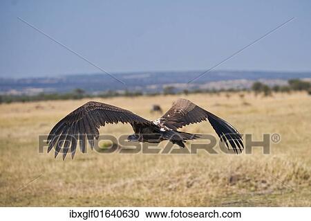 Stock Image - "White-backed Vulture (Gyps africanus), Serengeti National Park, Tanzania, Africa". Fotosearch