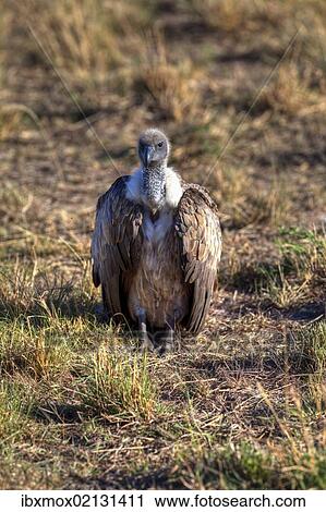 Stock Image - "White-backed Vulture (Gyps africanus), Masai Mara National Reserve, Kenya, East Africa, Africa, PublicGround, Africa". Fotosearch