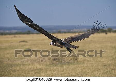 "White-backed Vulture (Gyps africanus), flying, Serengeti National Park, Tanzania, Africa" View Large Photo Image Stock Photo - "White-backed Vulture (Gyps africanus), flying, Serengeti National Park, Tanzania, Africa". Fotosearch
