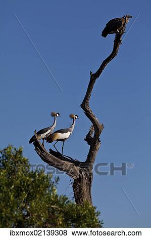 Stock Photo - "White-backed Vulture (Gyps africanus) and Black Crowned Cranes (Balearica pavonina) on a dead tree, Masai Mara National Reserve, Kenya, East Africa, Africa, PublicGround, Africa". Fotosearch