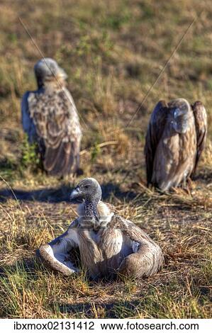 Stock Image - "White-backed Vultures (Gyps africanus), Masai Mara National Reserve, Kenya, East Africa, Africa, PublicGround, Africa". Fotosearch