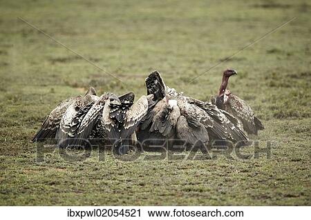 "White-backed Vultures (Gyps africanus), Serengeti, Tanzania, Africa" View Large Photo Image Stock Image - "White-backed Vultures (Gyps africanus), Serengeti, Tanzania, Africa". Fotosearch