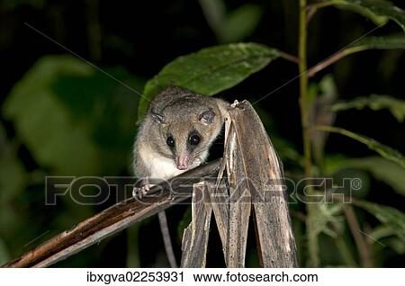 Stock Image - "White-bellied Slender Opossum (Marmosops noctivagus), Opossum family, Tandayapa region, Andean cloud forest, Ecuador, South America". Fotosearch