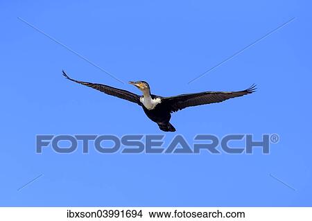 "White-breasted Cormorant (Phalacrocorax carbo Lucides), in flight, Betty's Bay, Western Cape, South Africa, Africa" View Large Photo Image Picture - "White-breasted Cormorant (Phalacrocorax carbo Lucides), in flight, Betty's Bay, Western Cape, South Africa, Africa". Fotosearch